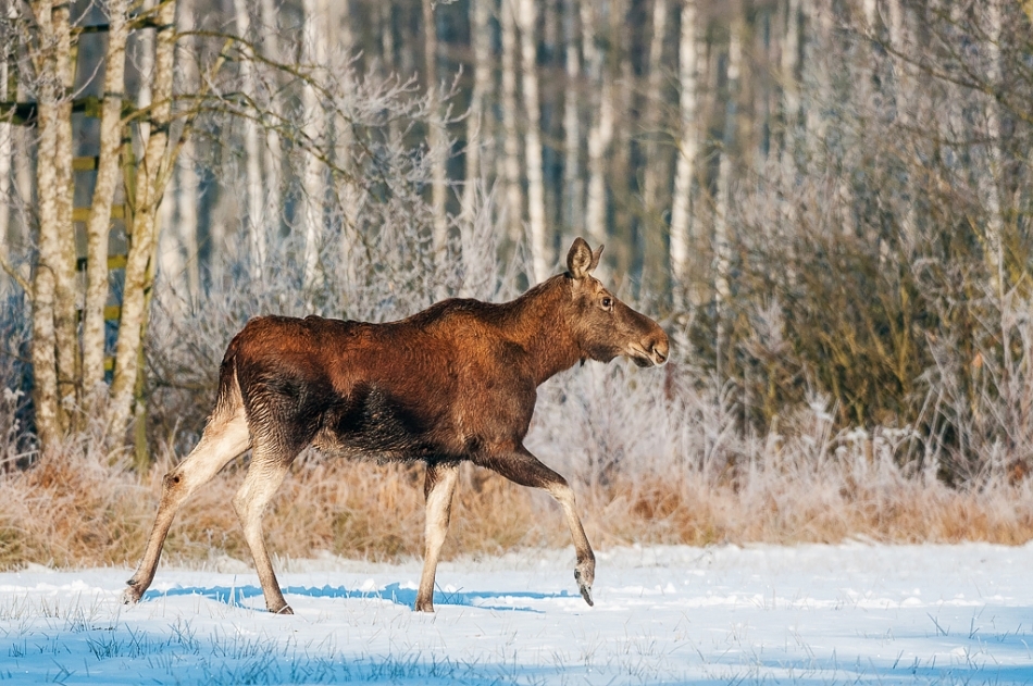 European elk, Biebrza, Poland.
