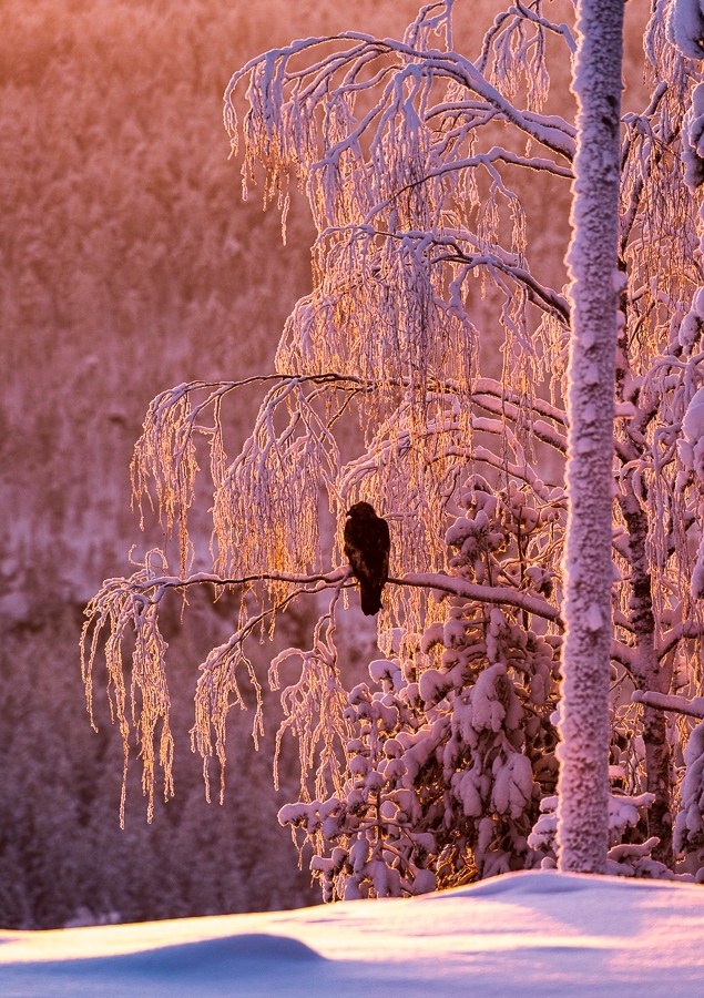 Golden eagle in afternoon light ​​​​​​​Kuusamo, Finland