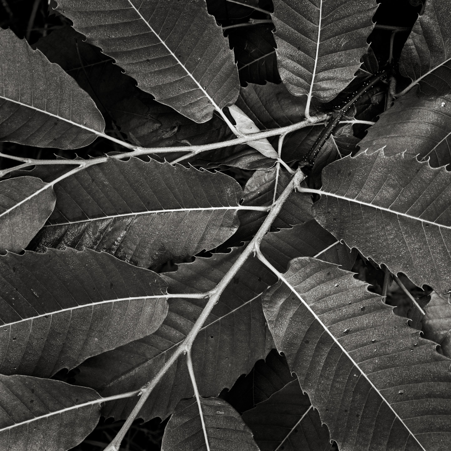 Sweet chestnut leaves close-up