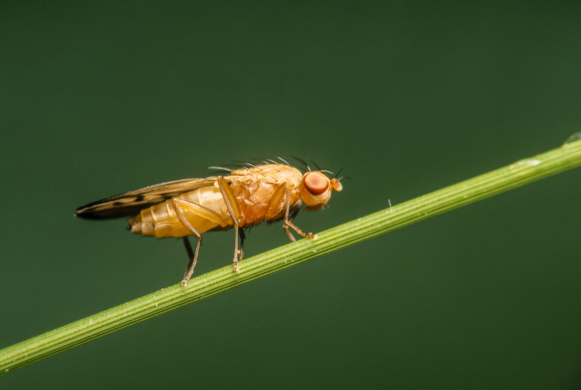 Orange insect