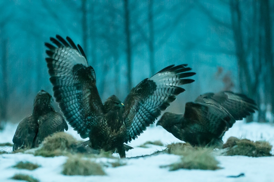 Common buzzards at dawn Bialowieza, Poland