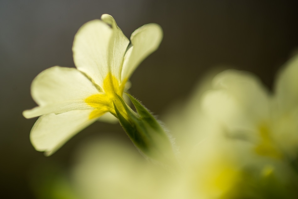 Primrose