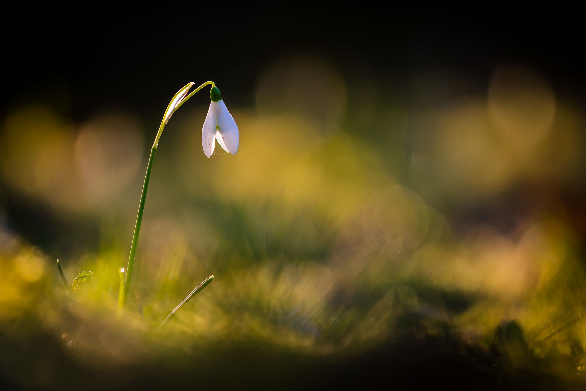 snowdrop