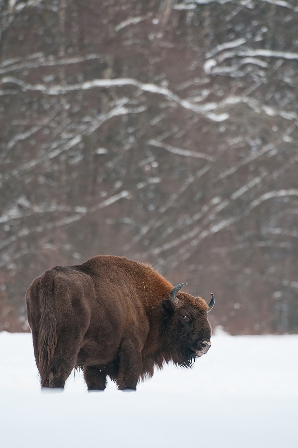 European bison ​​​​​​​​​​​​​​Bialowieza, Poland