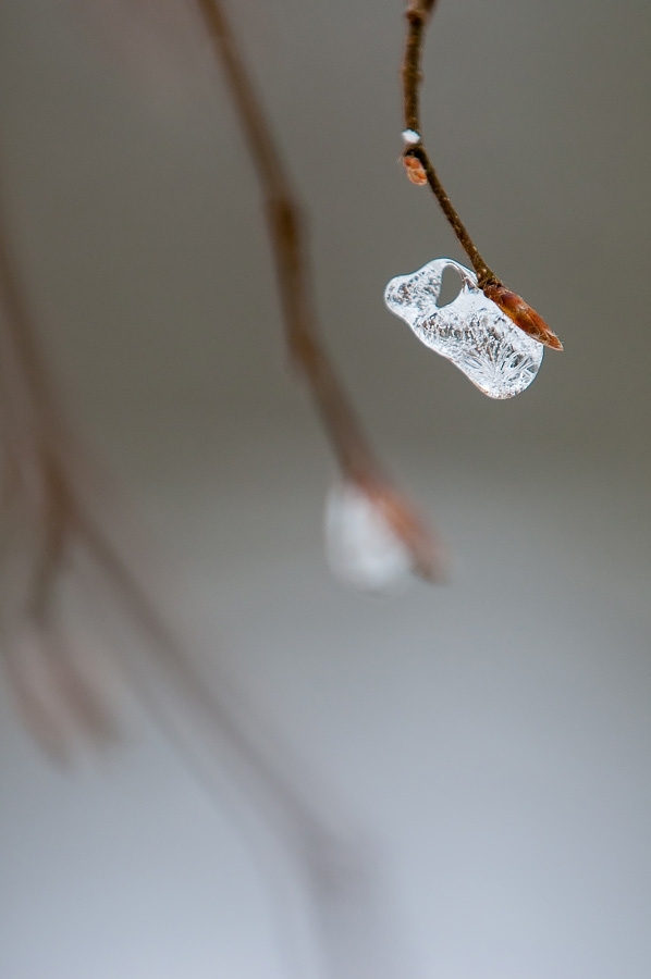 Icicle ​​​​​​​Bialowieza, Poland