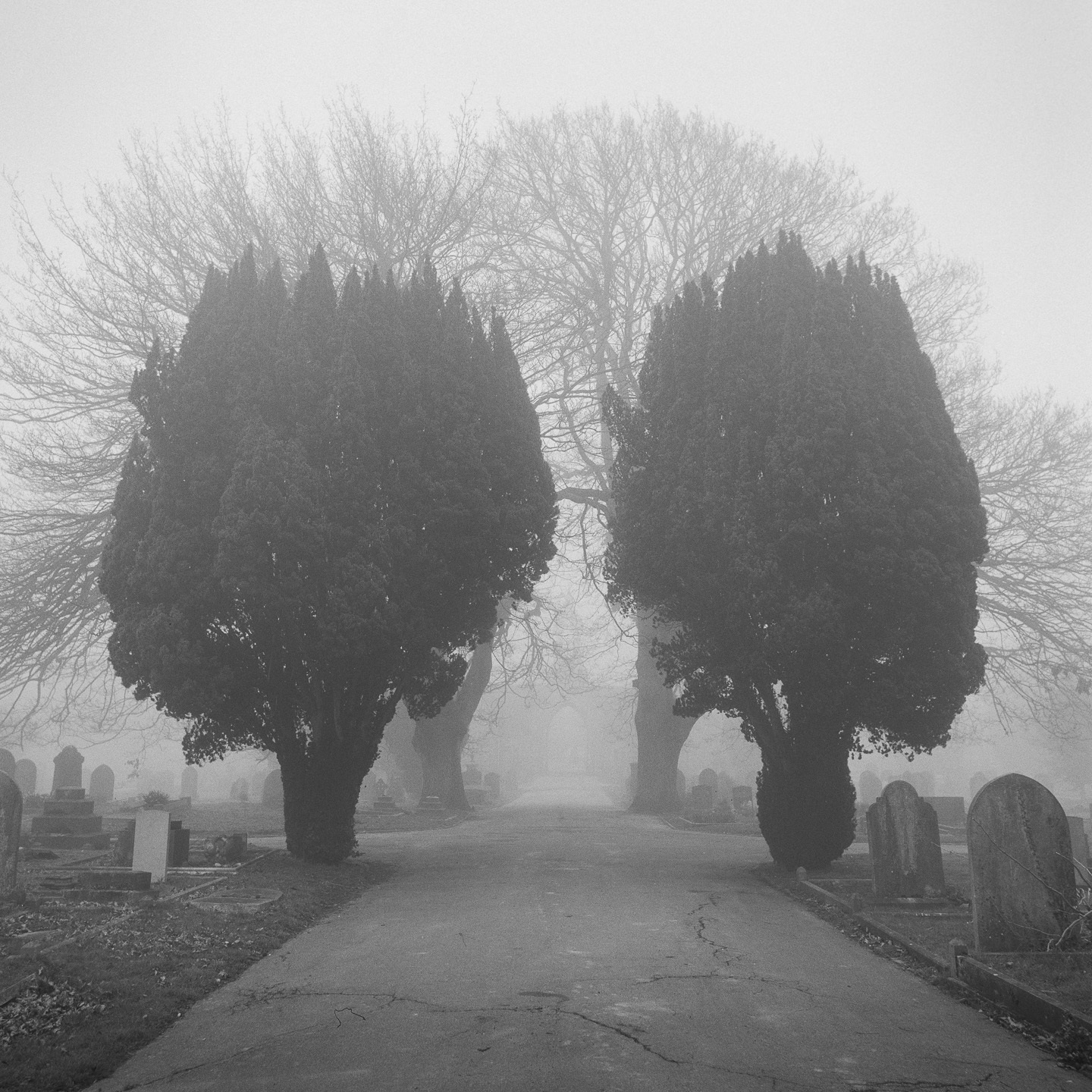 cemetery fog yew trees