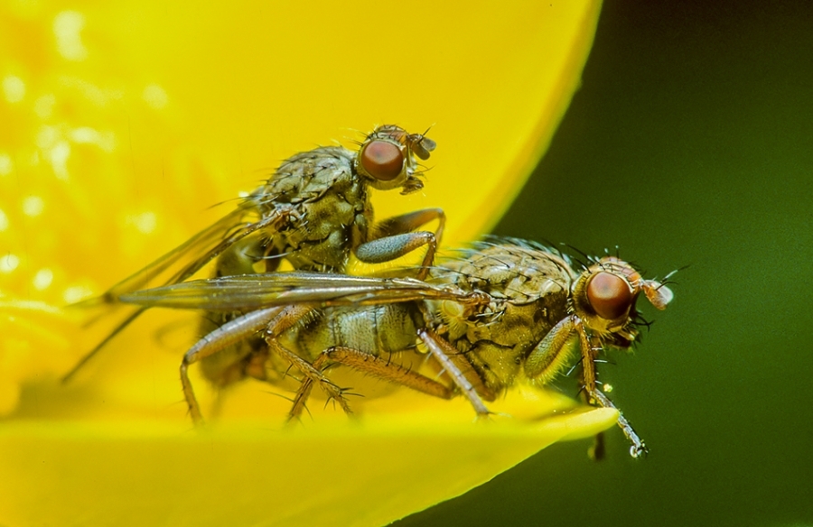 Yellow dung fly mating on marsh marigold