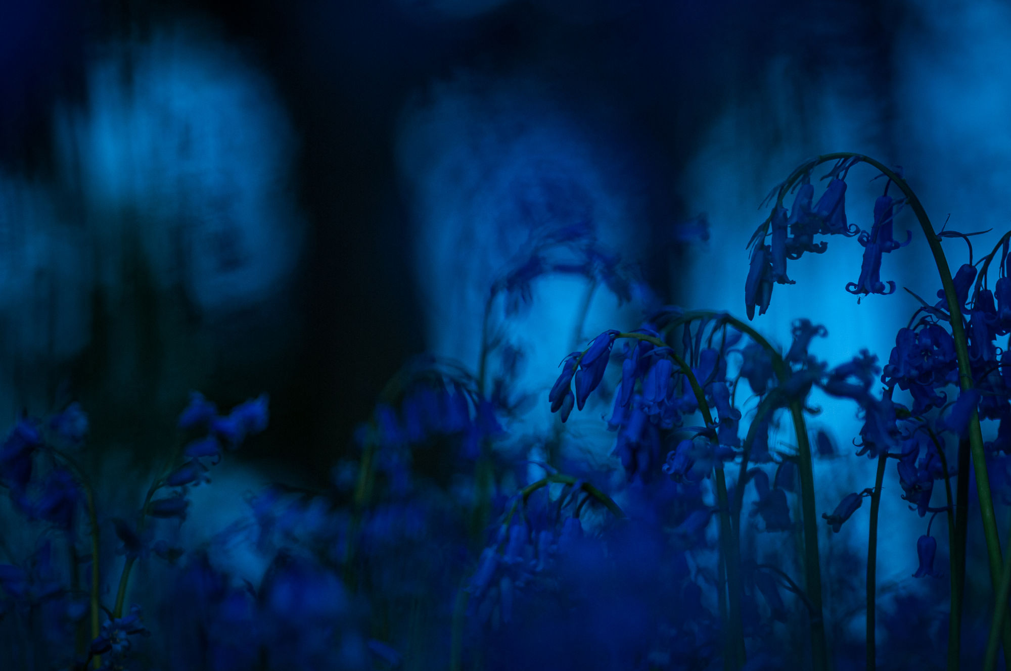 Twilight
