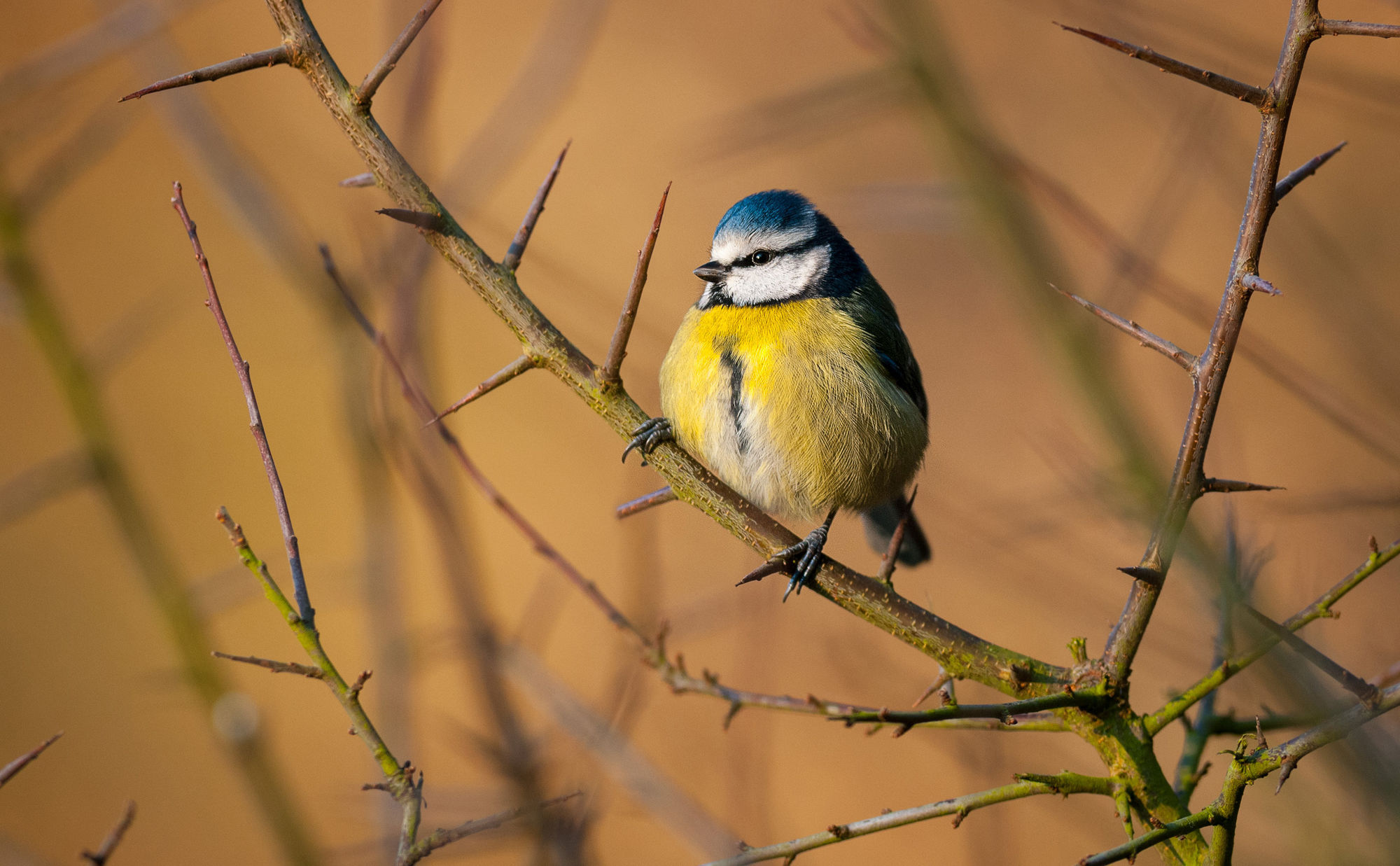 Blue tit