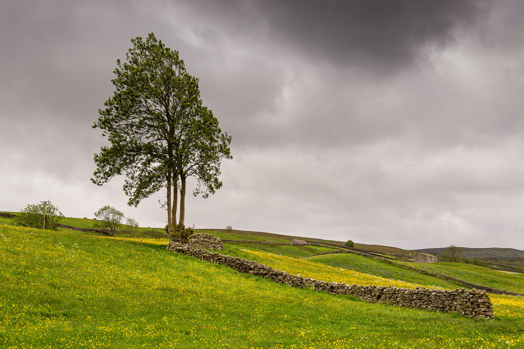 Windy tree