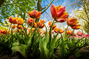 Holland: Tulips & Windmills