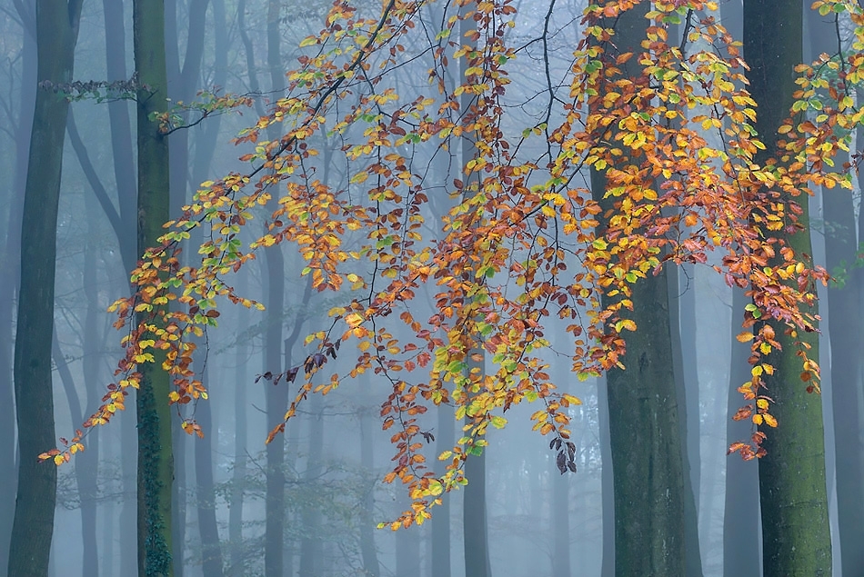 Beechwood mist and autumn colour ​​​​​​​Kent, England