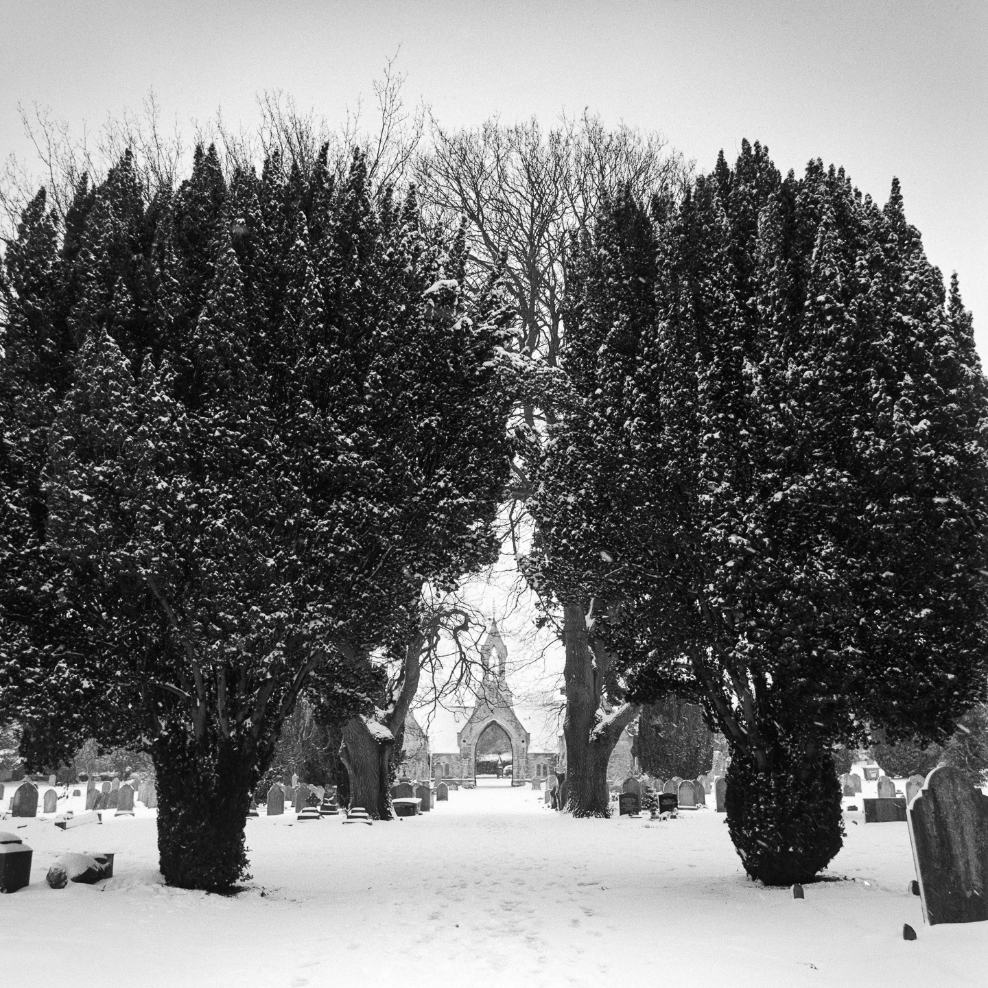 cemetery snow yew trees