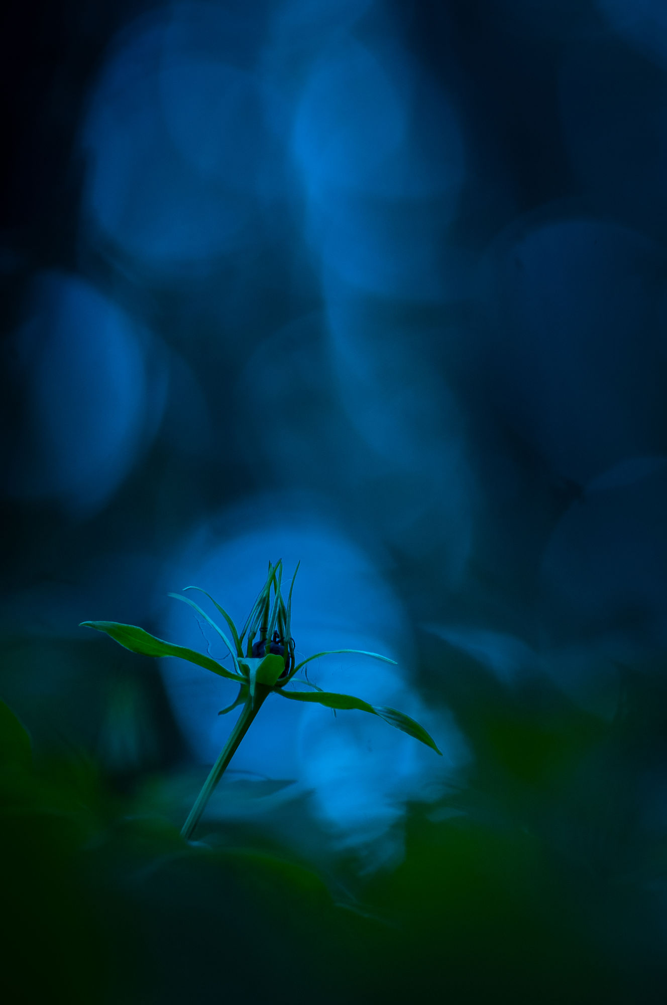 Twilight