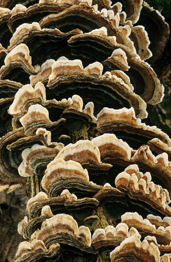 Turkeytail mushroom