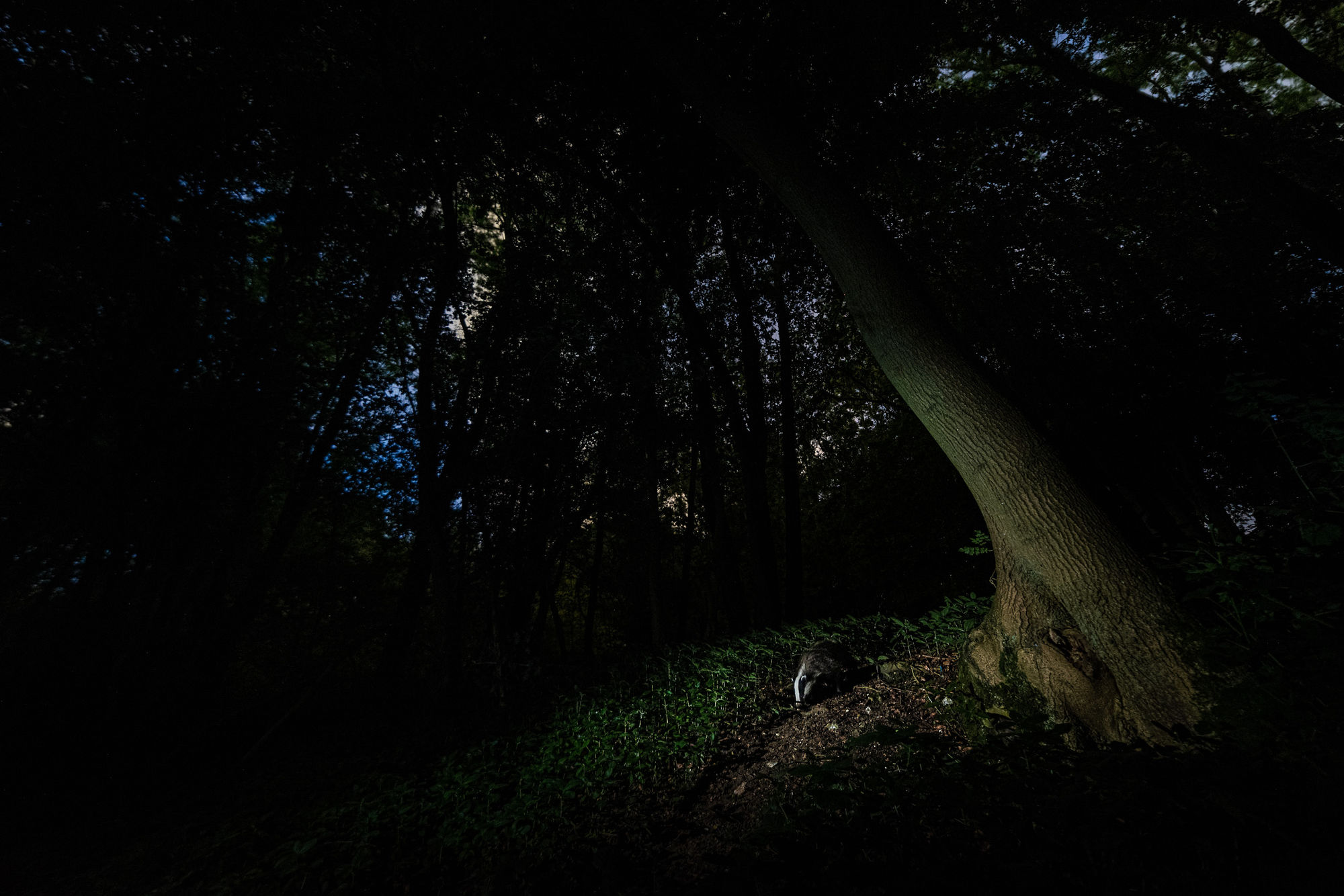 Camera Trapping