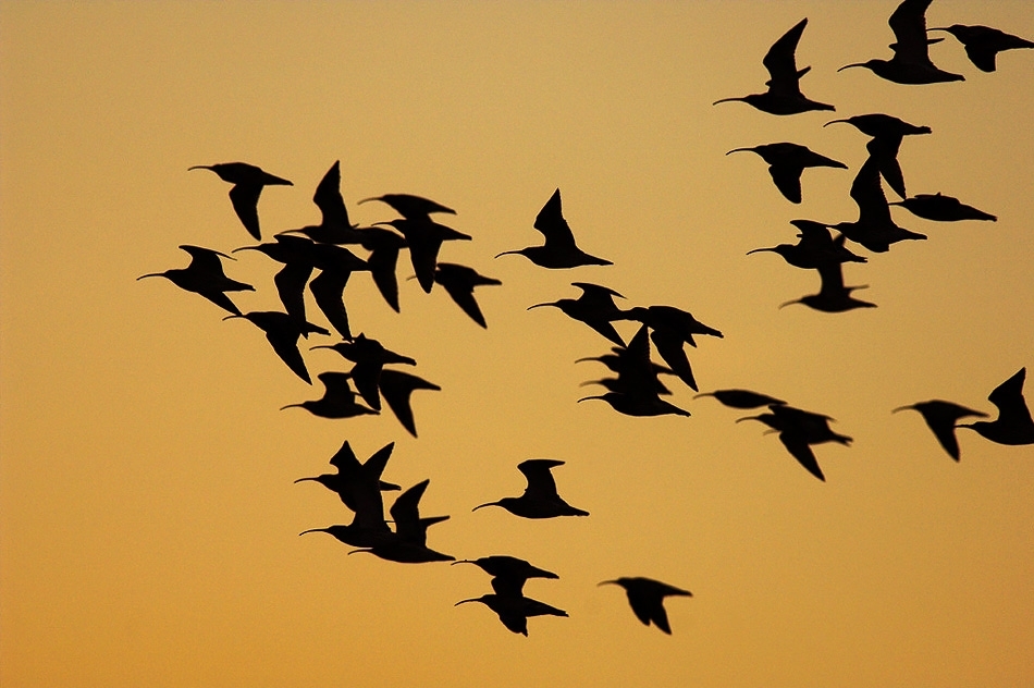 Curlew flying to roost