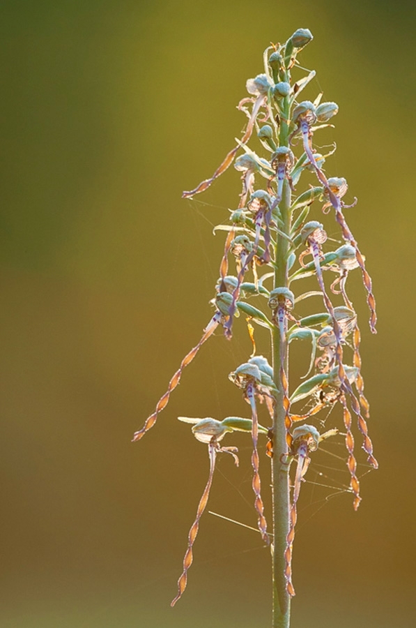Lizard orchid