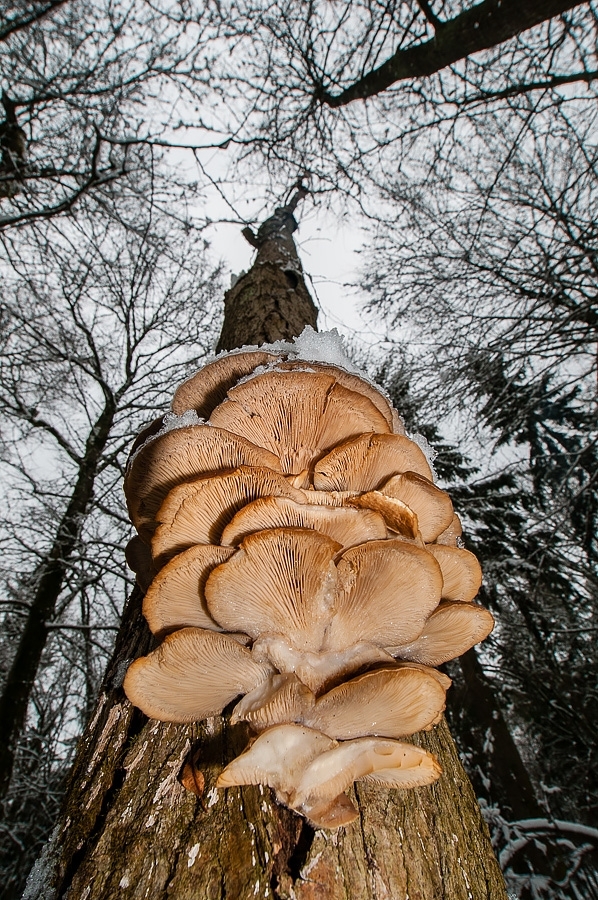 Oyster fungus ​​​​​​​​​​​​​​Bialowieza, Poland