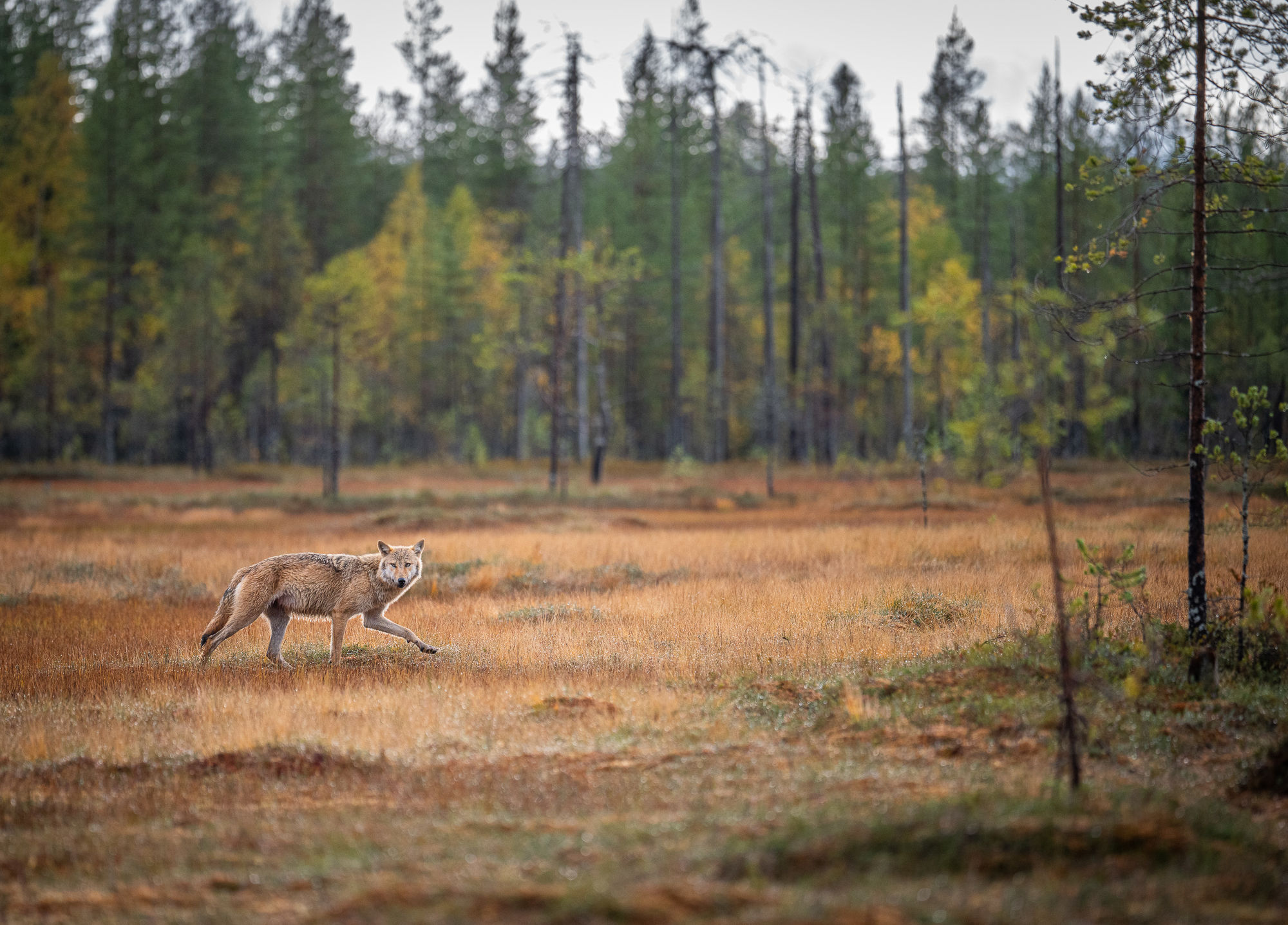 wolf walking through swamp