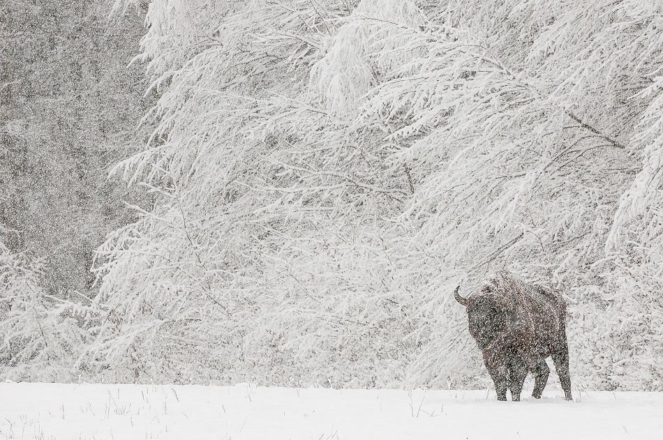 European bison in heavy snow ​​​​​​​Bialowieza, Poland