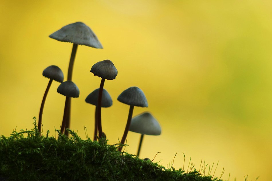 Bonnet mushroom and autumn colour