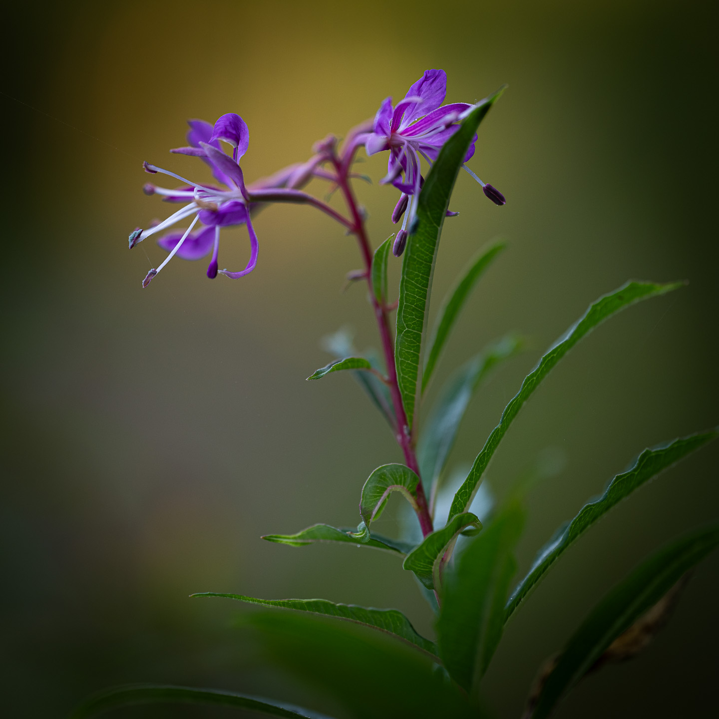 Rosebay willowherb in dawn light. 