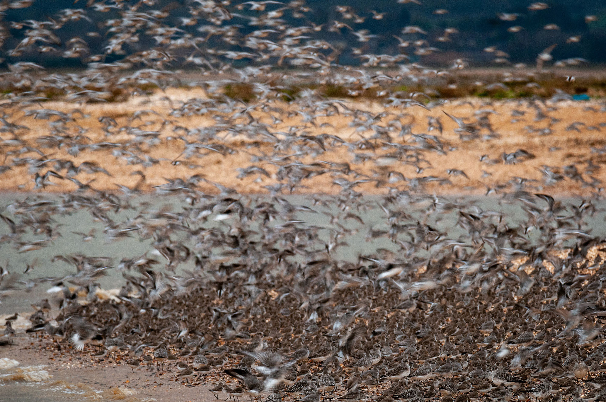 Roost blur