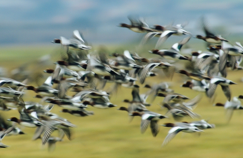 Wigeon in winter