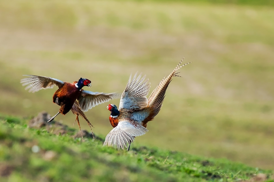Cock pheasants fighting