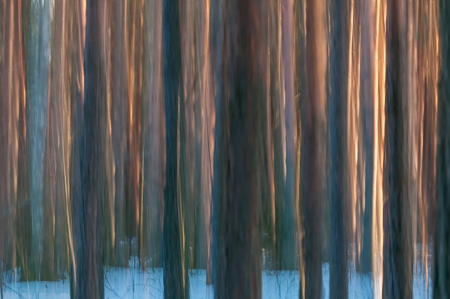 Forest impression ​​​​​​​Bialowieza, Poland