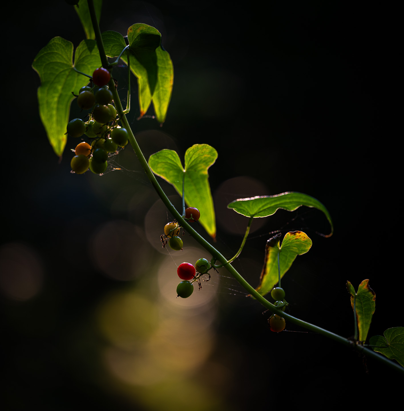 Leaves and berries