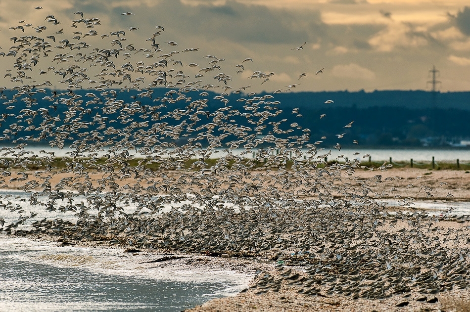 Coming in to roost, Shelness
