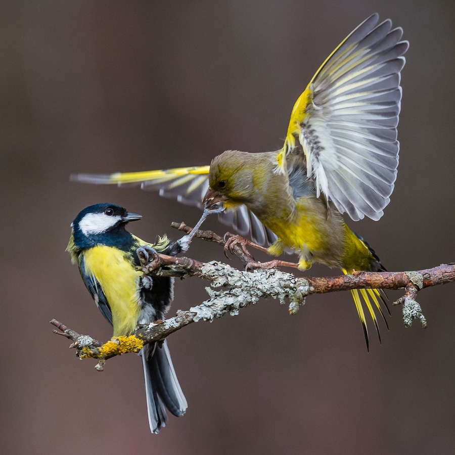 Great tit and greenfinch fighting ​​​​​​​​​​​​​​Bialowieza, Poland