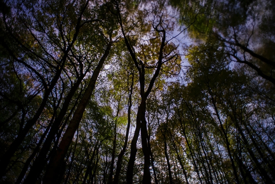Coppice woodland at night Kent, England