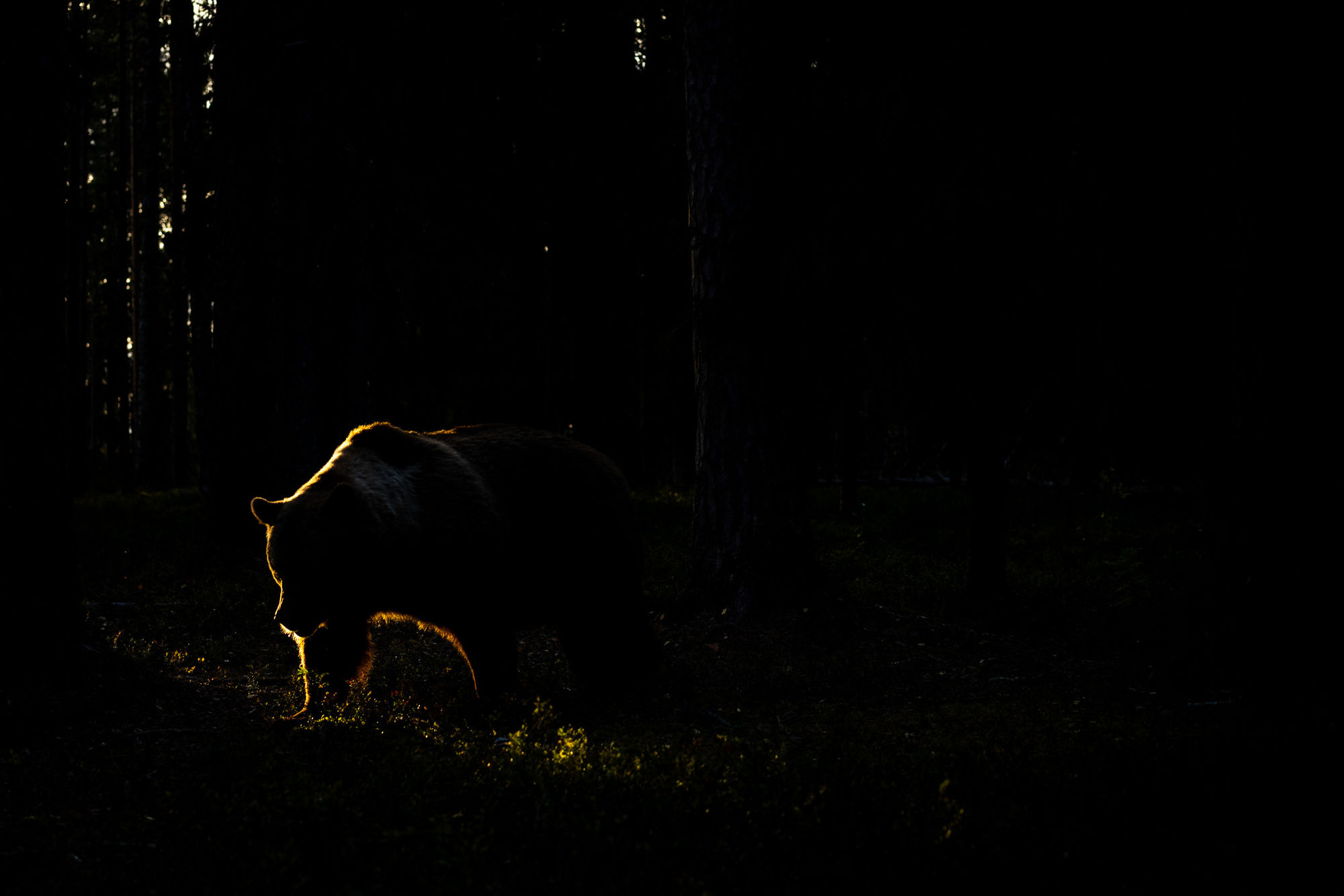 passing through dark forest bear