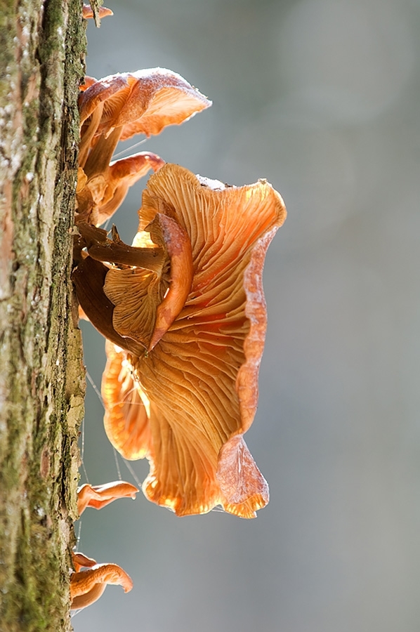 Fungi ​​​​​​​​​​​​​​Bialowieza, Poland