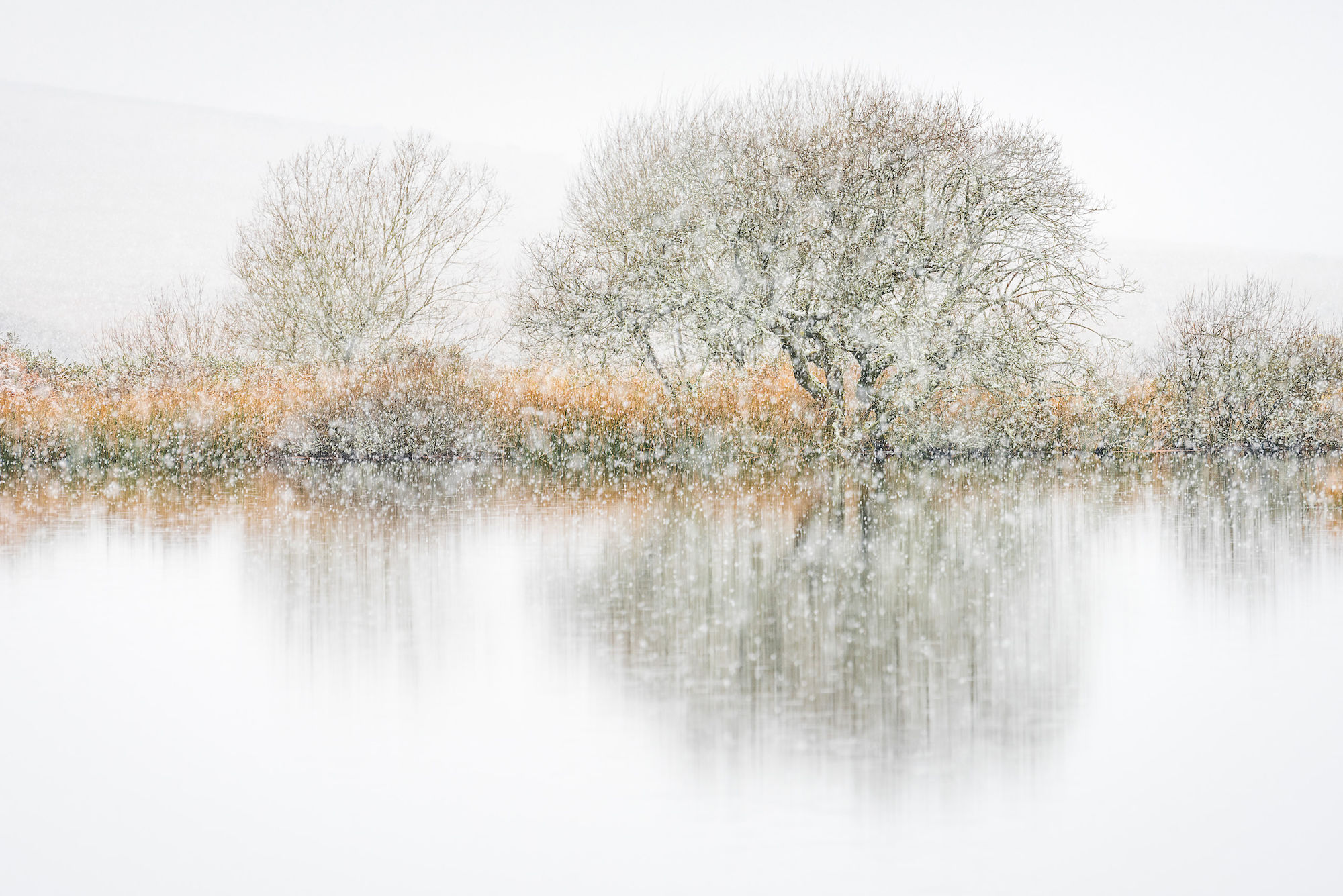 Hawthorn
