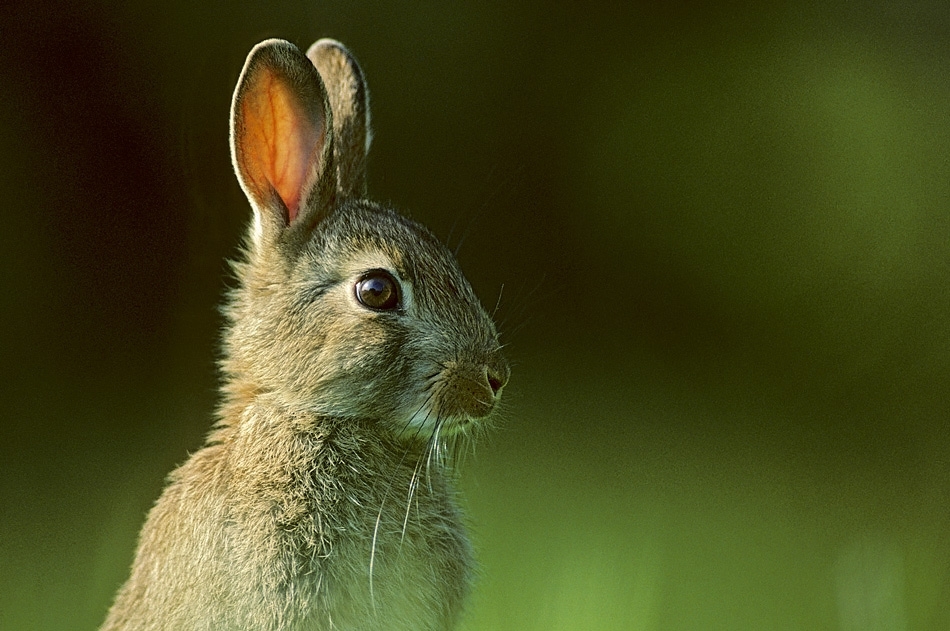 Young rabbit