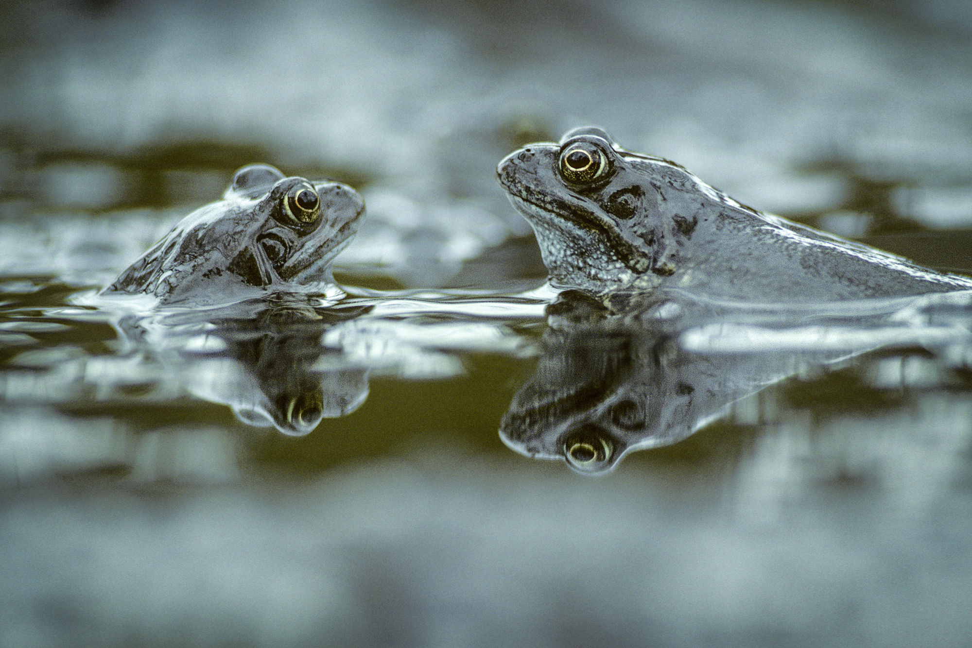 frogs eye to eye