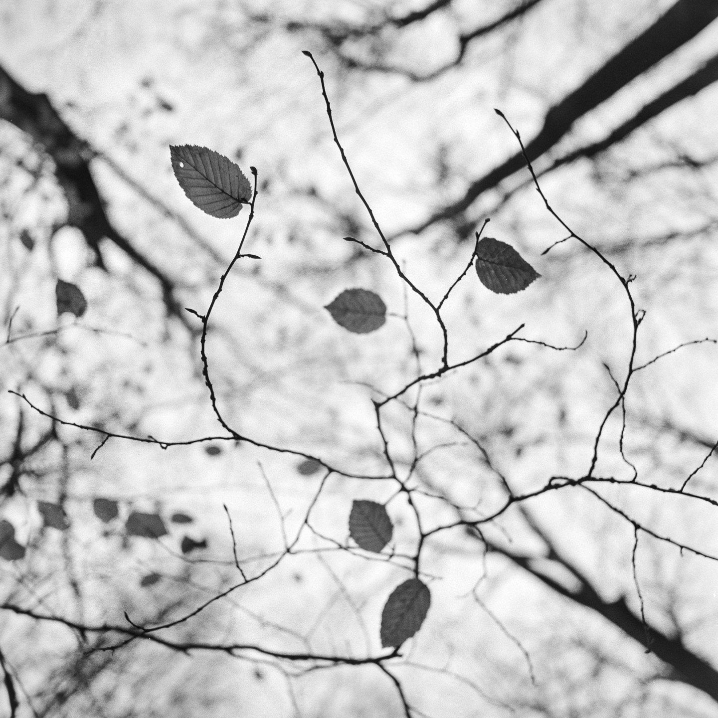 Looking up
