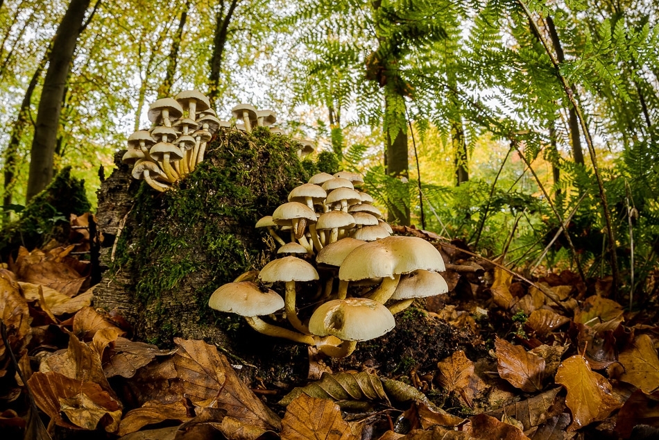 Sulphur tuft fungi