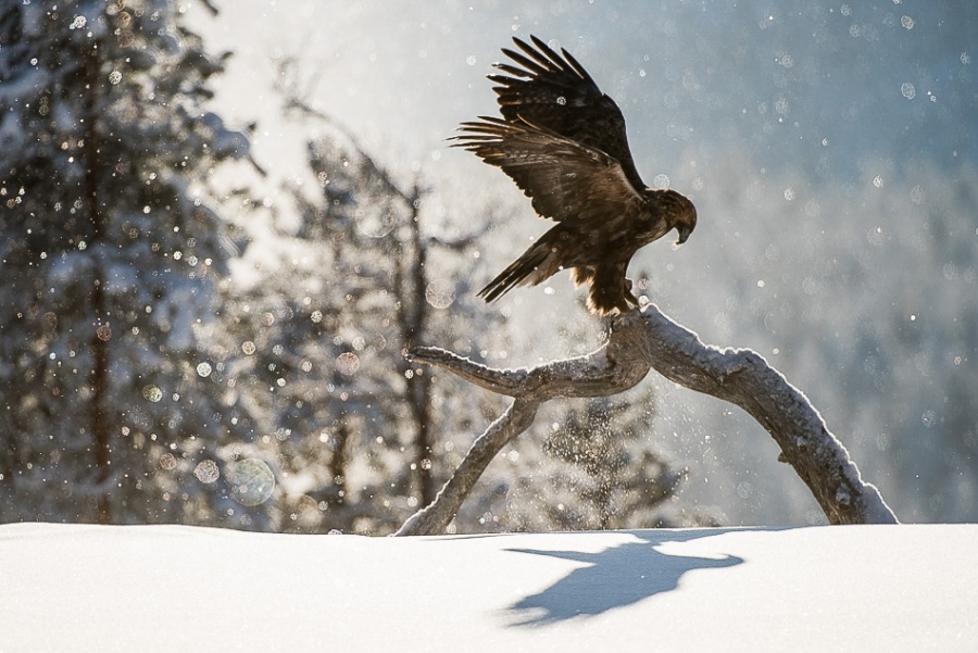 Golden eagle balancing ​​​​​​​Kuusamo, Finland
