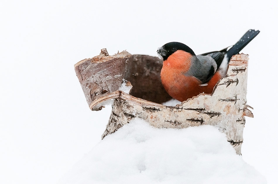 Bullfinch ​​​​​​​Kuusamo, Finland