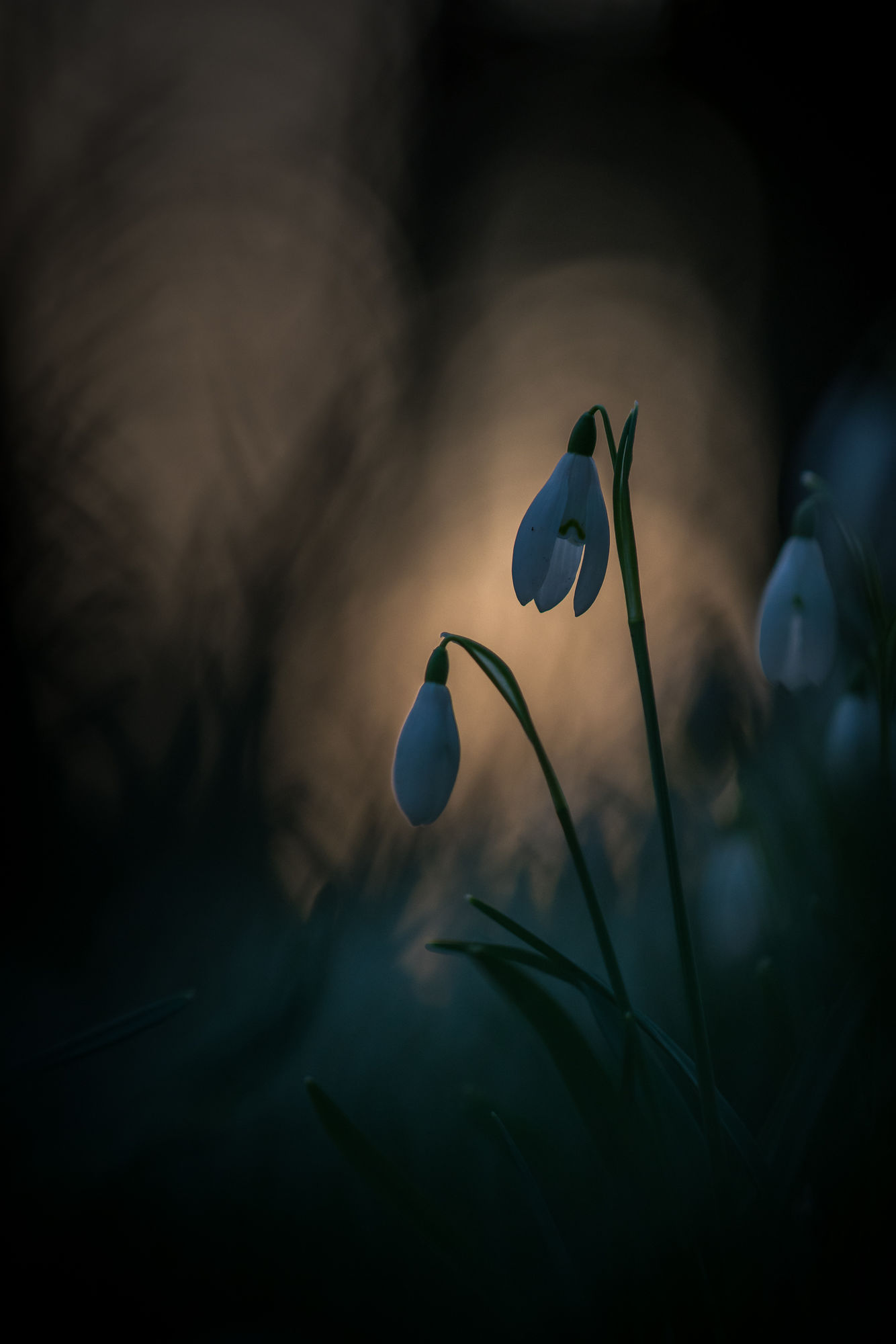 Twilight