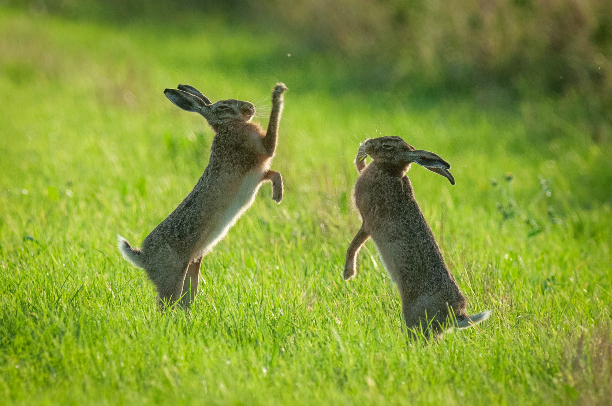 Hares boxing grass
