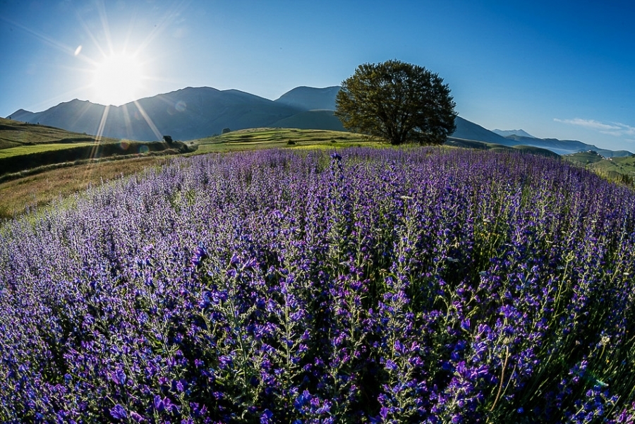 La Fioritura, Umbria #16