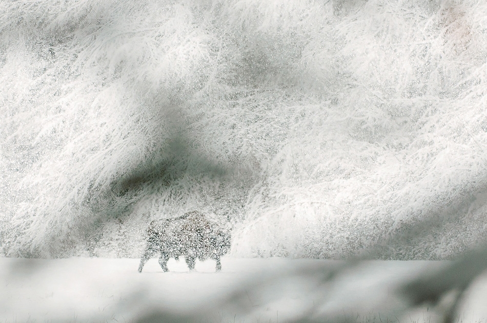 The wanderer. European bison ​​​​​​​Bialowieza, Poland