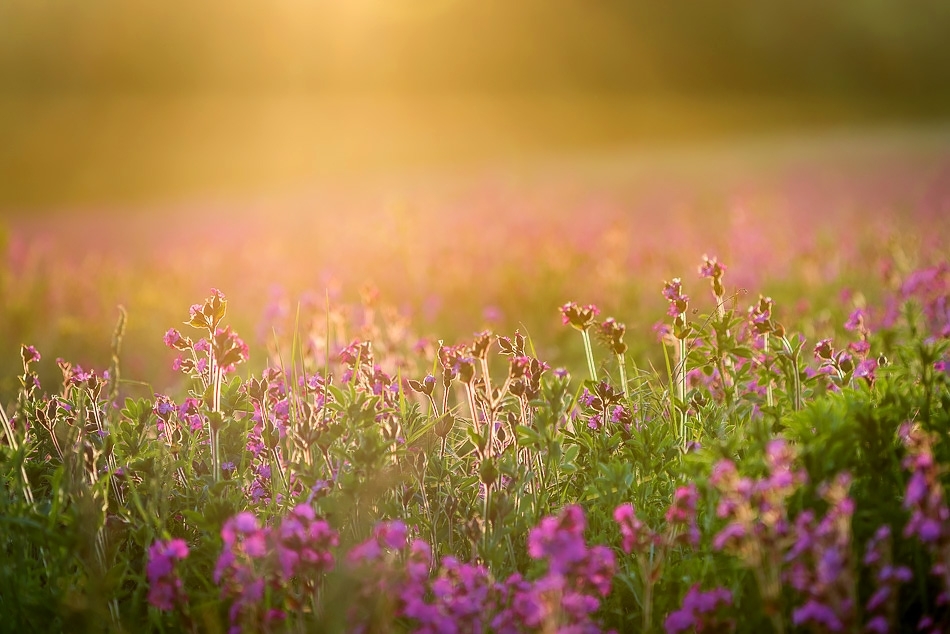 Red campion