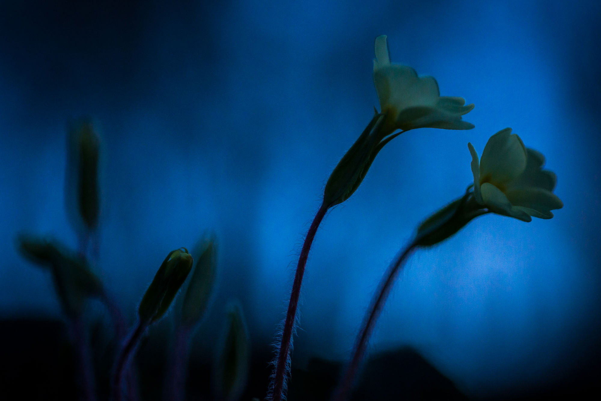 Twilight